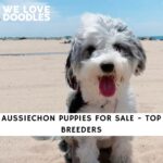 Aussiechon Puppies For Sale