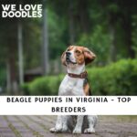 Beagle puppies in Virginia Top Breeders