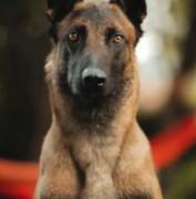 Belgian Malinois Breeders in Arizona