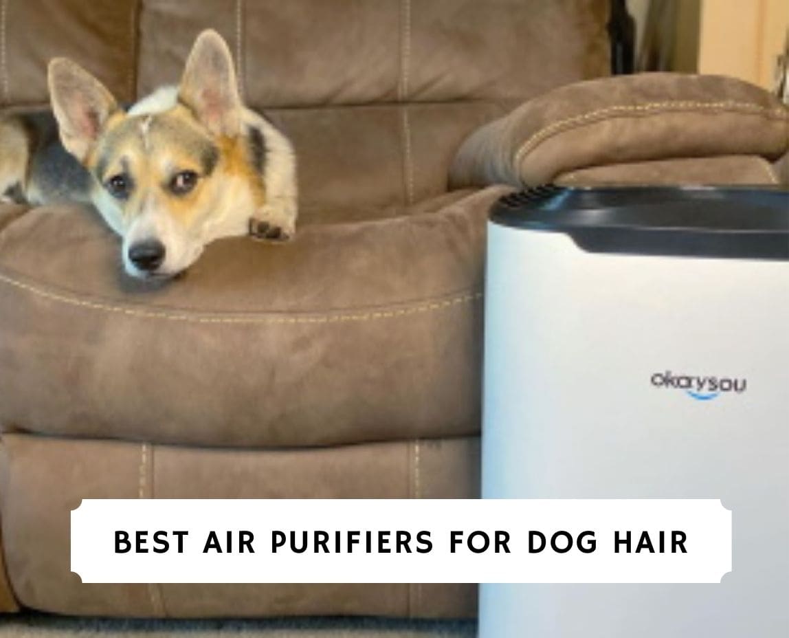 will an air purifier help with dog hair