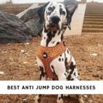 Best Anti Jump Dog Harnesses