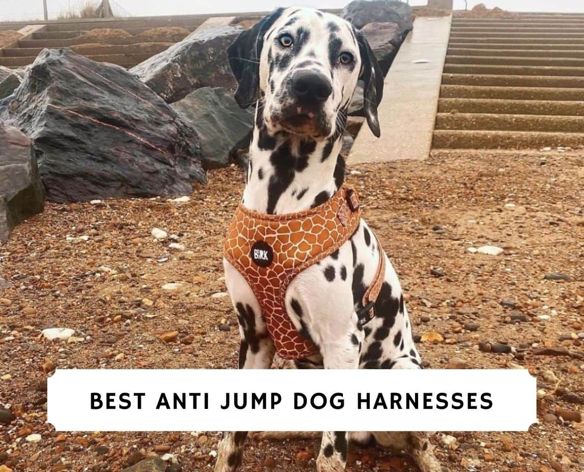 Anti Jump Dog Harness | atelier-yuwa.ciao.jp