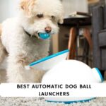 Best Automatic Dog Ball Launchers