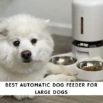 Best Automatic Dog Feeder for Large Dogs