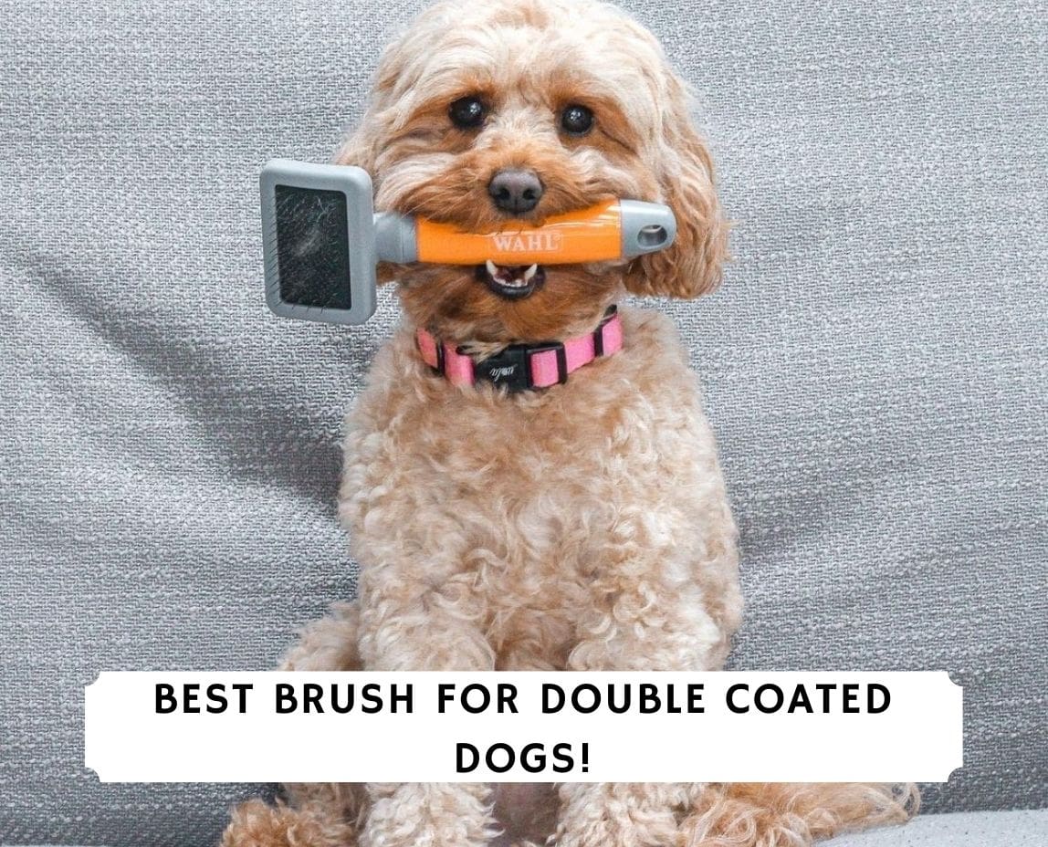 what breeds of dogs have a double coat