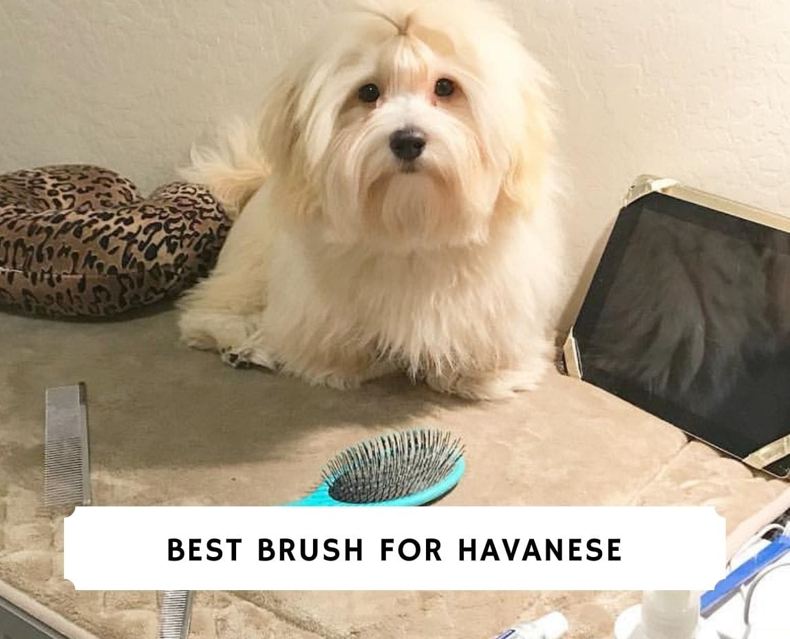 The 7 Best Brushes for a Havanese! (2023) We Love Doodles