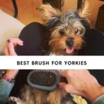 Best Brush for Yorkies