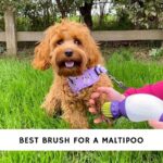 Best Brush for a Maltipoo
