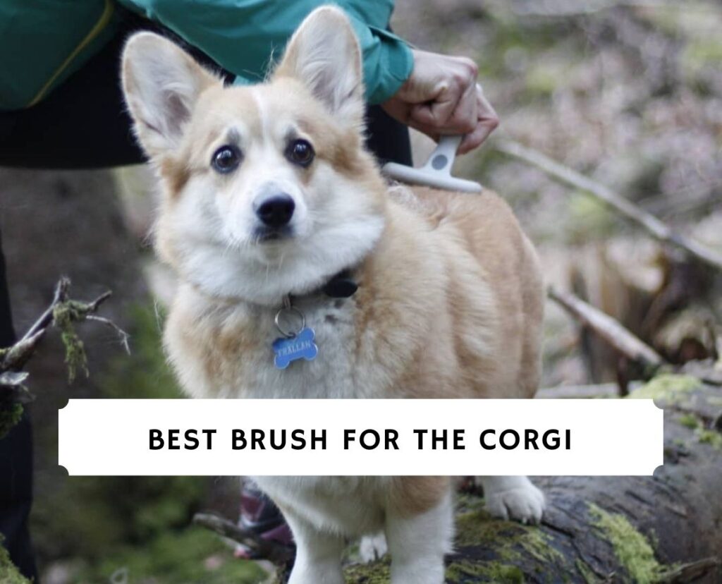 Best brushes hotsell for corgis