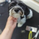Best Brushes for Havanese