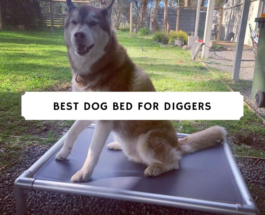 Best dog bed for diggers best sale