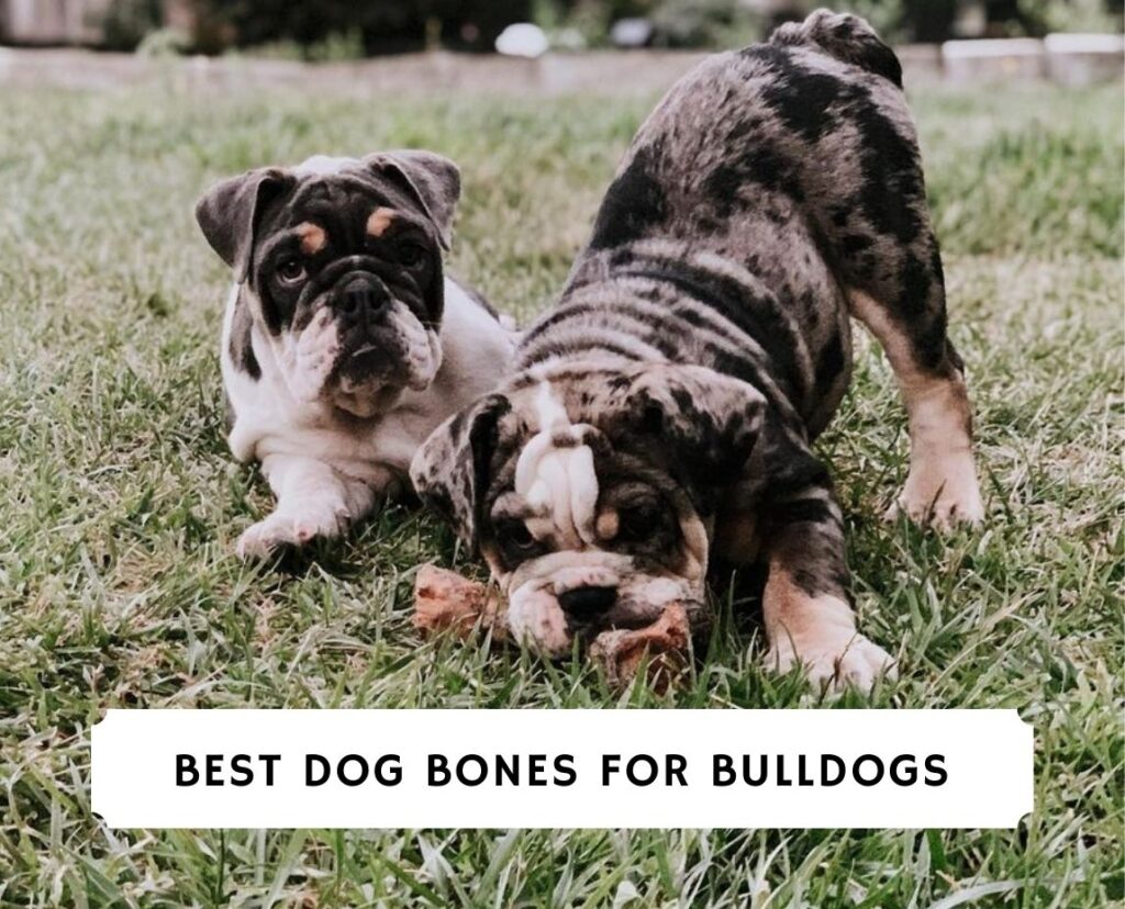 best chew bones for english bulldogs