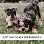 Best Dog Bones for Bulldogs