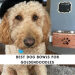 Best Dog Bowls for Goldendoodles