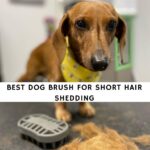 Best Dog Brush for Short Hair Shedding