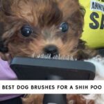 Best Dog Brushes for a Shih Poo