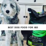 Best Dog Food For IBD
