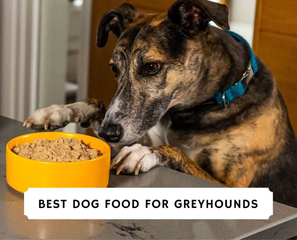 Best Dog Food for Greyhounds Top 6 Picks! (2023) We Love Doodles