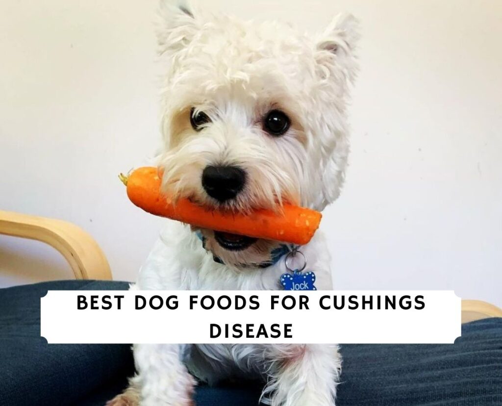 The 5 Best Dog Foods for Cushing's Disease! (2023) - We Love Doodles