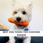 Best Dog Foods for Cushings Disease