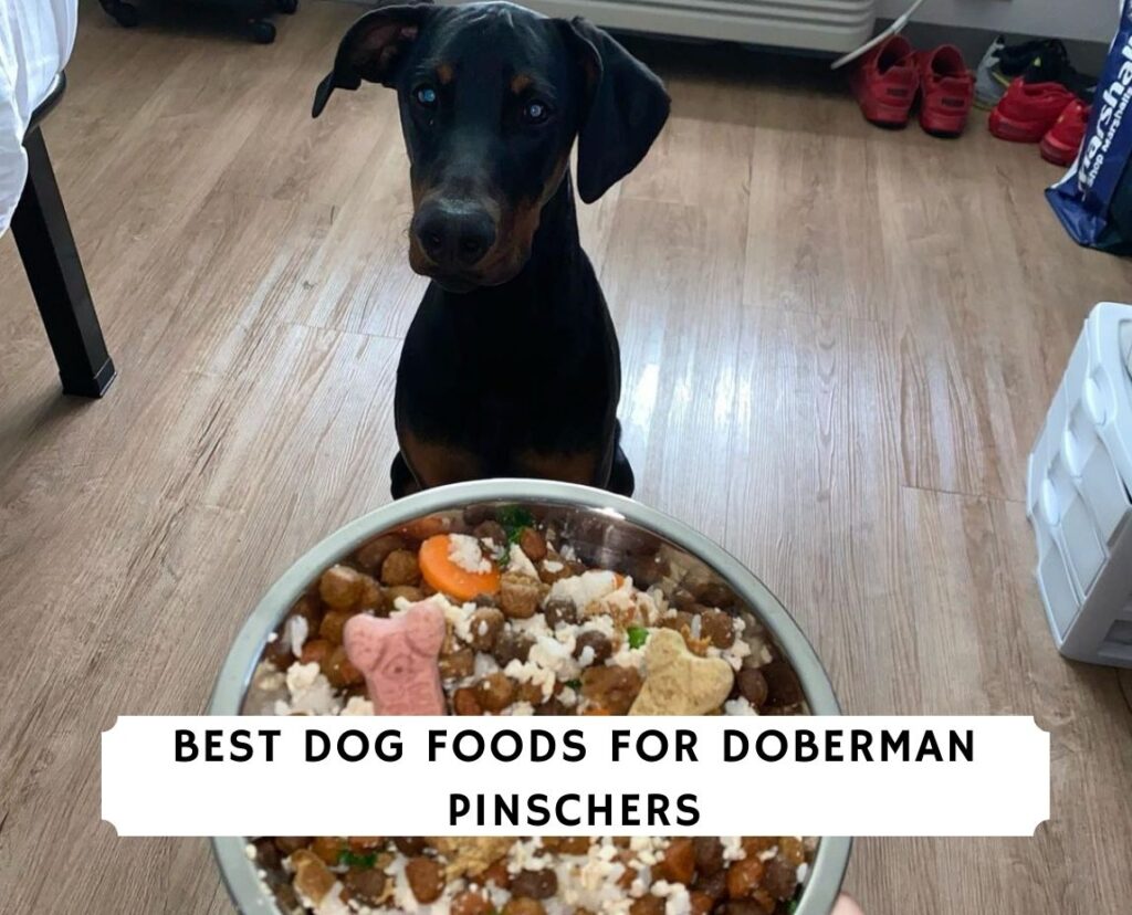 how much feed doberman puppy