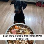 Best Dog Foods for Doberman Pinschers