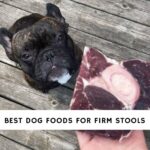 Best Dog Foods for Firm Stools