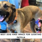 Best Dog Knee Brace for Luxating Patella