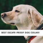 Best Escape Proof Dog Collar