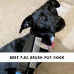 Best Flea Brush for Dogs
