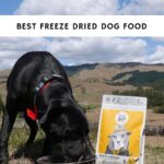 Best Freeze Dried Dog Food