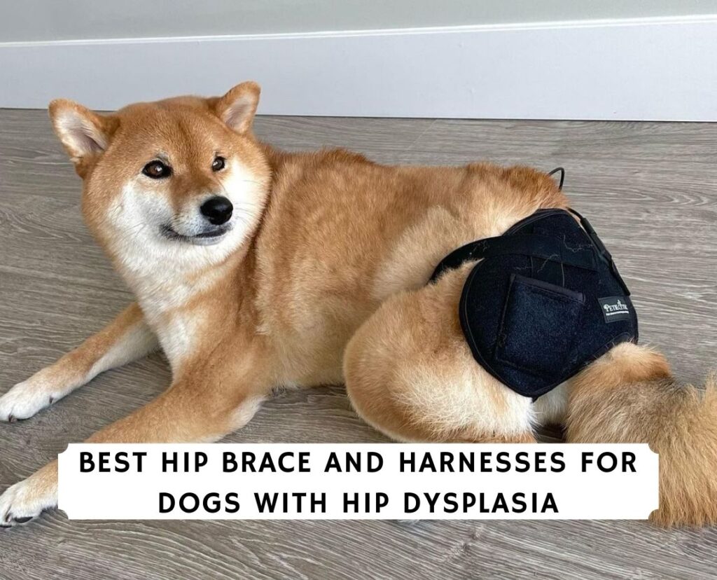 Best Hip Brace and Harnesses for Dogs with Hip Dysplasia