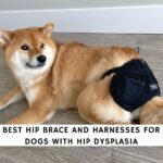 Best Hip Brace and Harnesses for Dogs with Hip Dysplasia