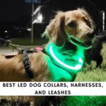 Best LED Dog Collars Harnesses and Leashes