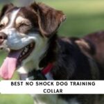 Best No Shock Dog Training Collars