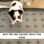 Best Pee Pad Holder Trays for Dogs