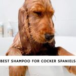 Best Shampoo for Cocker Spaniels