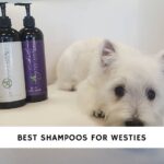 Best Shampoos for Westies