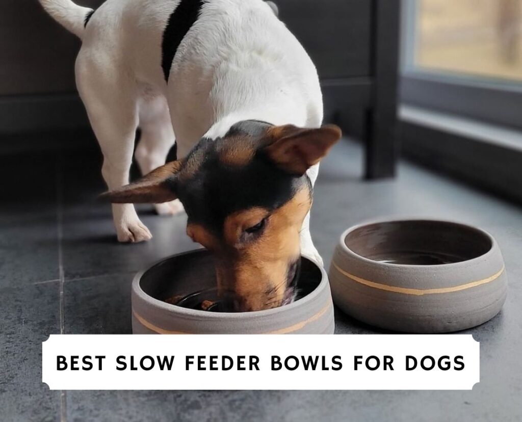 best slow feeder for large dogs