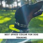 Best Spiked Collars for Dog Training