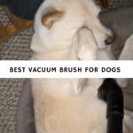 Best Vacuum Brush for Dogs