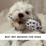 Best Wet Brushes for Dogs