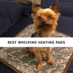 Best Whelping Heating Pads