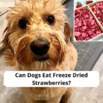 Can Dogs Eat Freeze Dried Strawberries