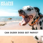 Can Older Dogs Get Parvo