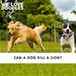 Can a Dog Kill a Lion