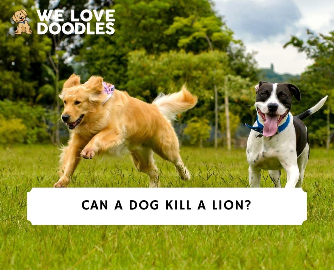 what dogs were bred to hunt lions