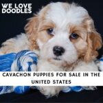 Cavachon Puppies For Sale