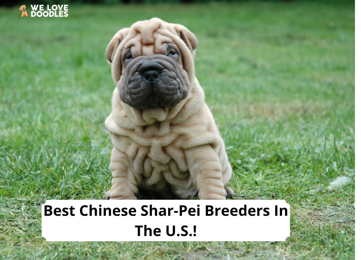 what is the best brush for shar pei puppies