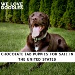 Chocolate Lab Puppies